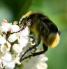 Trichius gallicus